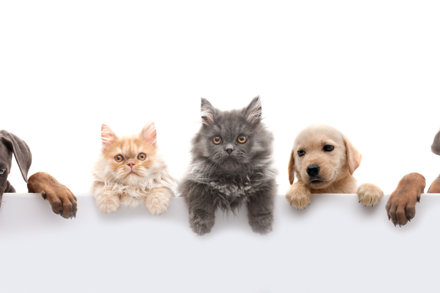 envasado productos mascotas